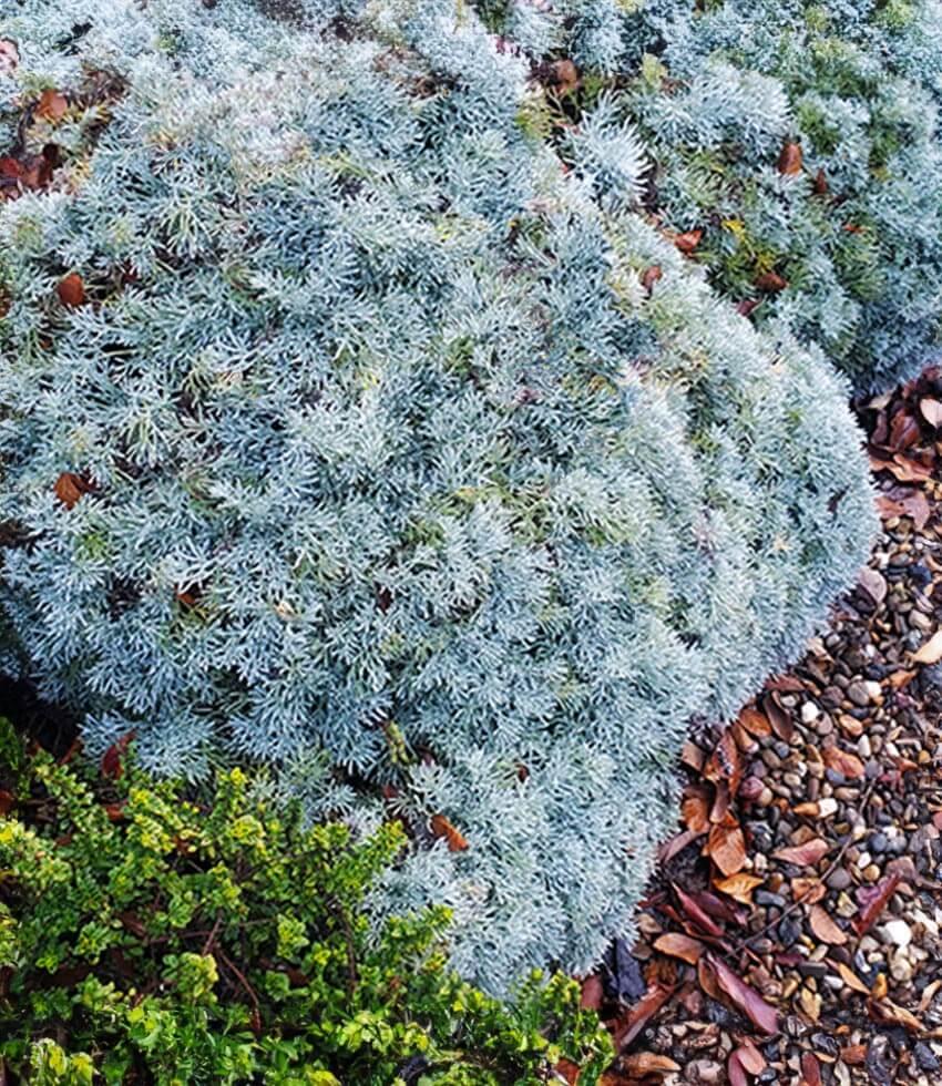 Best Selling Grasses & Foliage